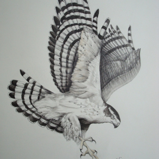 N_American GoshawkHQ.JPG